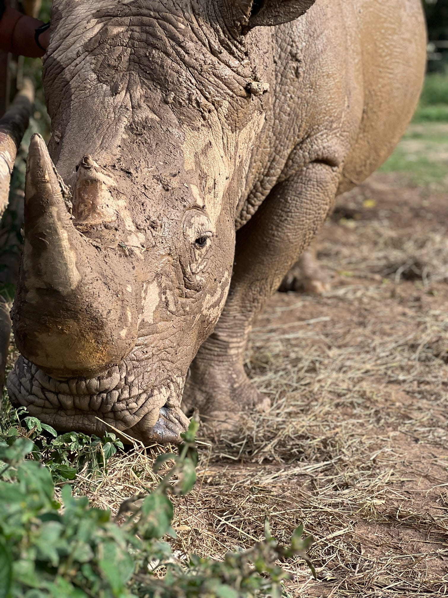 WildMed Safaris